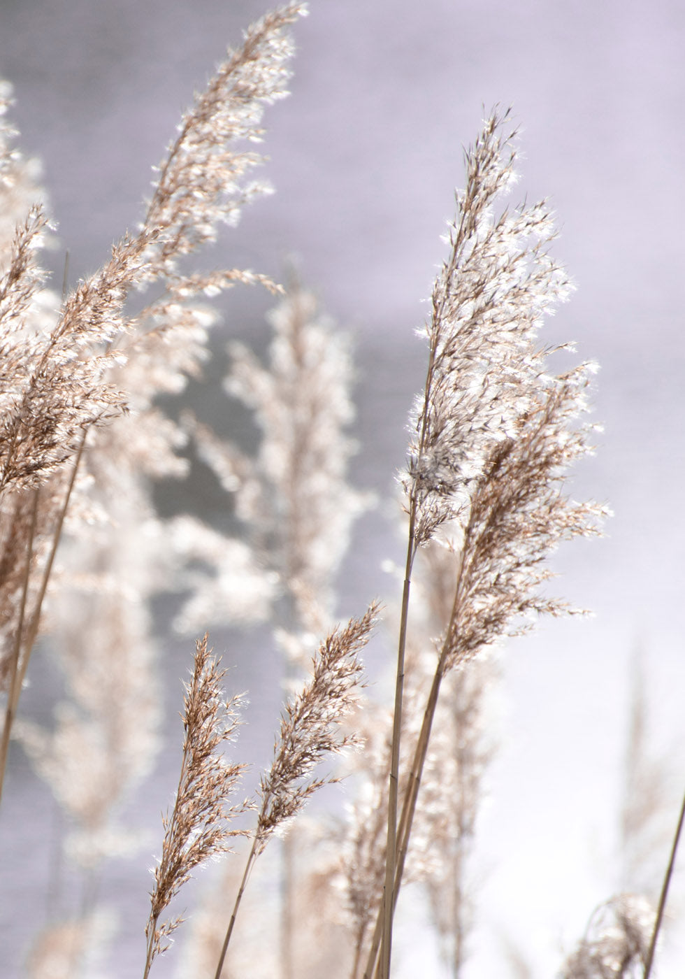 Pampas Grass Branches Plakat - Posterbox.no