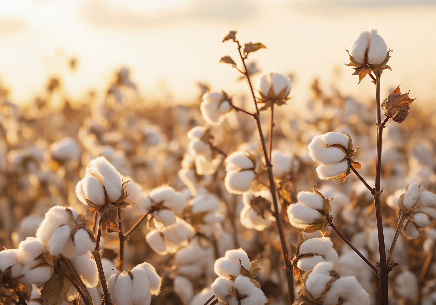 Katoenen bloemen bij zonsondergang poster