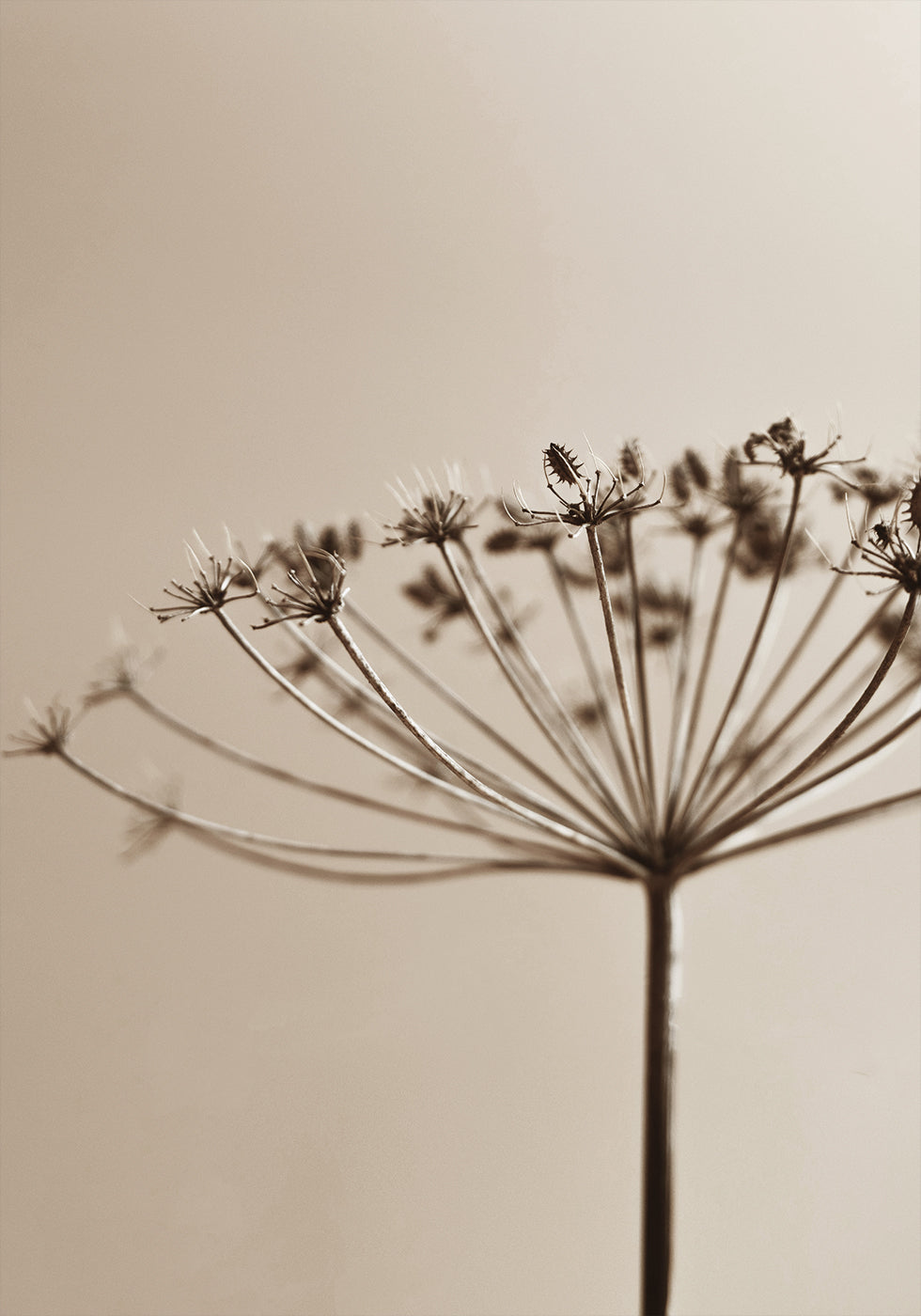 Elegante gedroogde plantensilhouet in sepia-toonposter