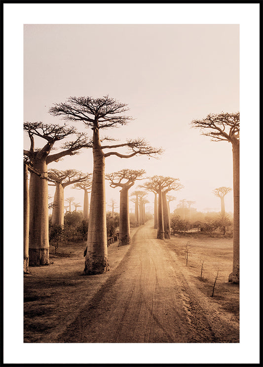 Baobabbomen bij zonsondergang poster