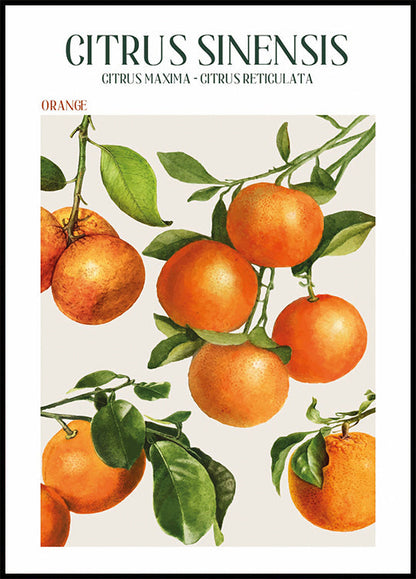 Citrus Sinensis-poster 