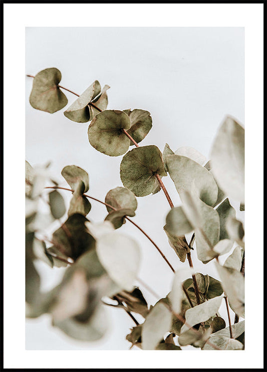 Eucalyptus-poster 