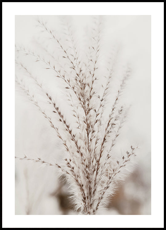 Delicate Grass Natuur Poster