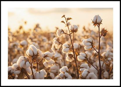 Katoenen bloemen bij zonsondergang poster