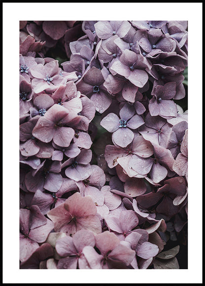 Roze Hortensia Poster 